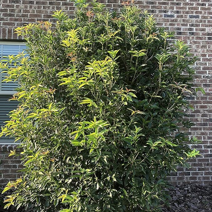 2.25 Gal. Tea Olive Osmanthus