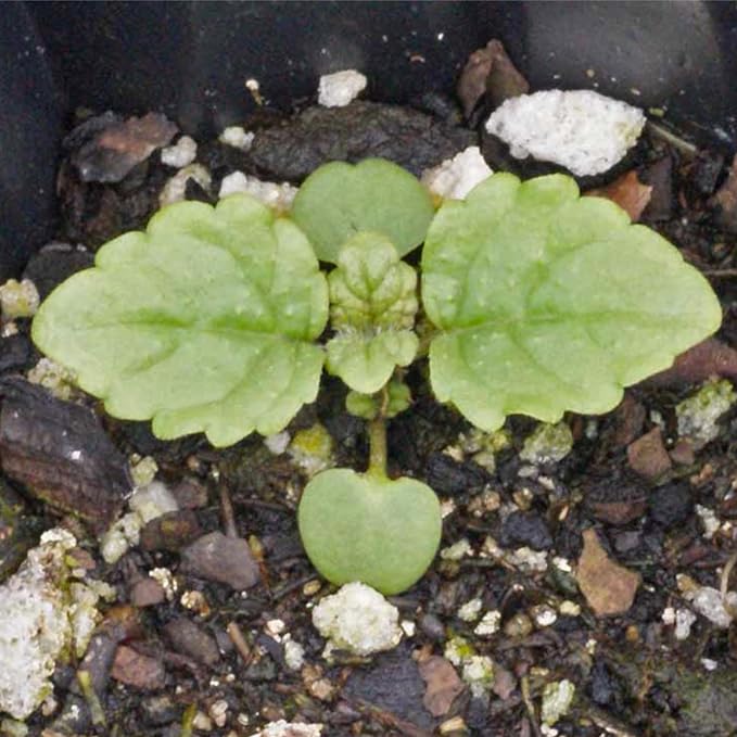 Seed Needs Lemon Balm Seeds for Planting - Non-GMO, Heirloom & Untreated Perennial Medicinal Herb - Plant Indoors/Outdoors Used for Making Calming Tea (5 Packs)