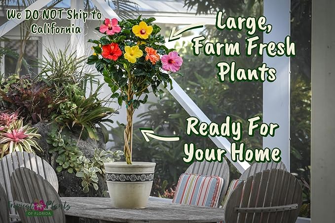 Braided Hibiscus Tree - Mixed (3 to 4 Flower Colors) - Overall Height 36" to 42" - Tropical Plants of Florida