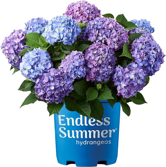 Endless Summer Bloomstruck Hydrangea, 2 gal. Pink and Purple Blooms