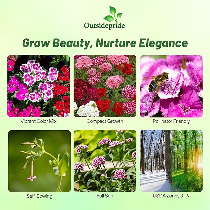 Outsidepride Sweet William Dianthus Seeds - 1/4 Lb. Perennial, Winter Hardy Wildflower Seeds w/Fragrant & Vibrant Blooms, Ideal for Pollinator Gardens, Cut Flowers & Colorful Landscaping