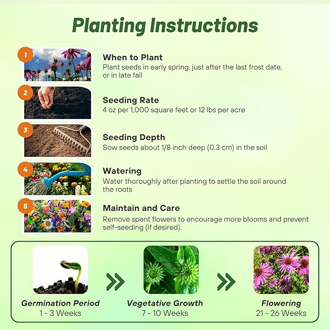 Outsidepride 1000 Seeds Perennial Echinacea Purple Coneflower Wild Flower Seeds for Planting