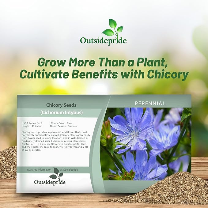 Outsidepride 1/4 lb. Perennial Chicory Flower Seeds for Planting