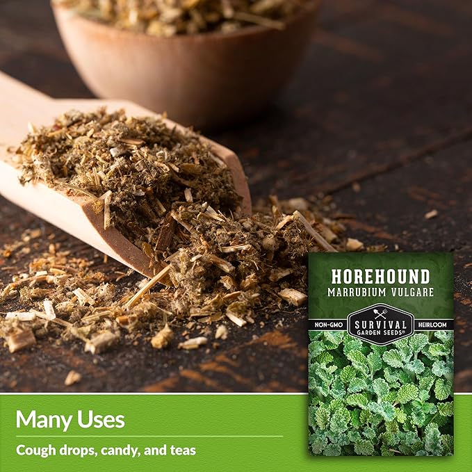 Horehound Seed for Planting - 5 Packets with Instructions to Plant and Grow Beneficial Marrubium Medicinal Herbs in Your Home Vegetable Garden - Non-GMO Heirloom Variety - Survival Garden Seeds