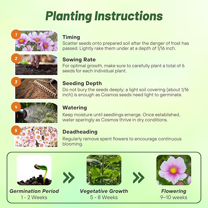 Outsidepride 1000 Seeds Annual Cosmos Bipannatus Day Dream Pink Cut Flower Seeds for Planting