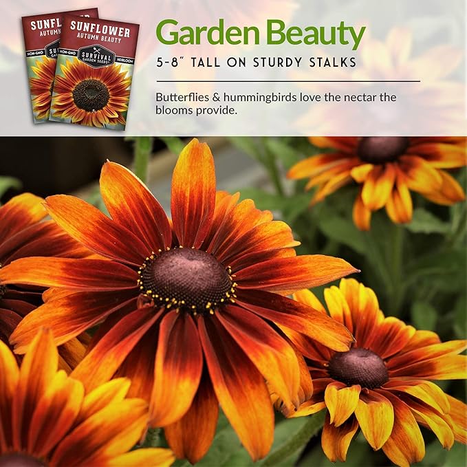 Survival Garden Seeds - Autumn Beauty Sunflower Seed for Planting - 5 Packs with Instructions to Plant and Grow Beautiful and Colorful Flowers in Your Home Vegetable Garden - Non-GMO Heirloom Variety