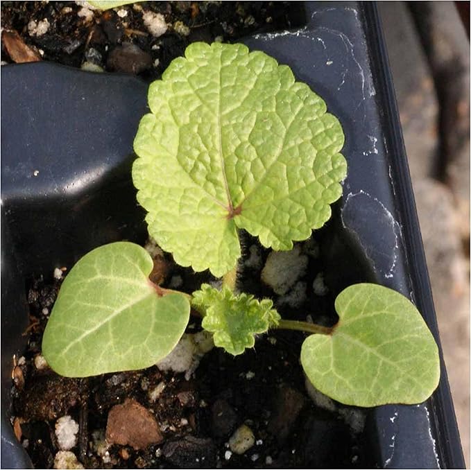 Seed Needs, Black Hollyhock Seeds - 100 Heirloom Seeds for Planting Alcea rosea - Great for Gothic Gardens, Open Pollinated Biennial That Attracts Pollinators (5 Packs)