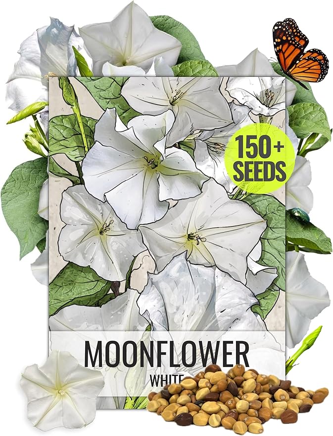 Seed Needs, 1 Ounce 150+ White Moonflower Flower Seeds for Planting (Ipomoea Alba) Tall Annual White Moon Flowers Attract Bees, Hummingbirds and Butterflies/Monarchs - Bulk