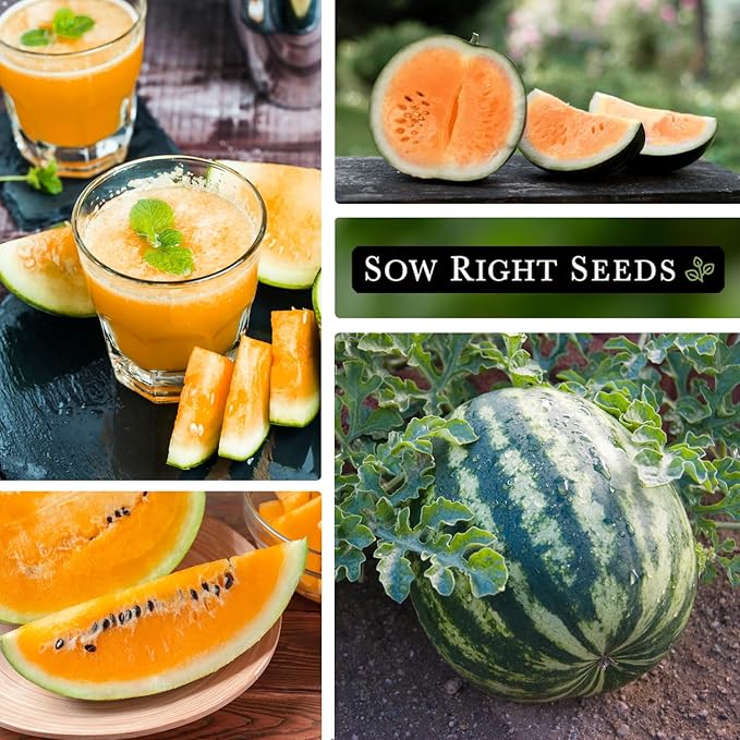 Sow Right Seeds - Tendersweet Watermelon Seeds for Planting - Non-GMO Heirloom Seeds to Plant a Home Vegetable Garden - Unique Orange Flesh Melon - Sweet Summer Treat to Grow Outdoors (2)
