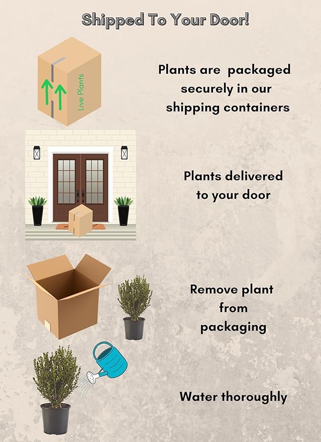 Boxwood Wintergreen, 3 Gallon
