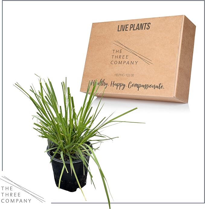 Live Ornamental Perennial Grass - White Pampas - Showy Accent Plant - 12" Tall by 6" Wide in 1.5 Quart Pot