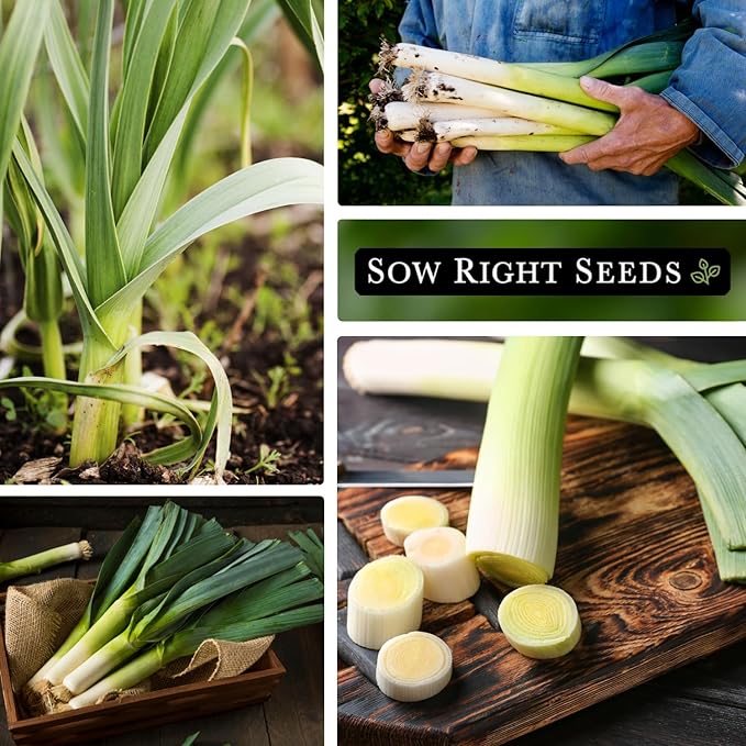 Sow Right Seeds - Giant Leek Seeds for Planting - Non-GMO Heirloom Packet with Instructions to Plant and Grow an Outdoor Home Vegetable Garden - Large Green Chive Onion - Cook Asian Cuisine (1)