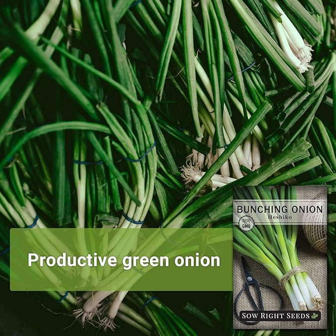 Sow Right Seeds - Heshiko Japanese Bunching Green Onion Seeds for Planting - Non-GMO Heirloom - Instructions to Plant and Grow a Kitchen Garden Indoors or Outdoors - Mild Onion Flavor for Cooking (2)