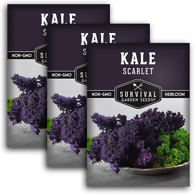 Scarlet Kale Seeds for Planting - 3 Packets with Instructions to Plant Edible & Ornamental Kale Vegetables in Your Home Food Garden - Non-GMO Heirloom Variety - Survival Garden Seeds
