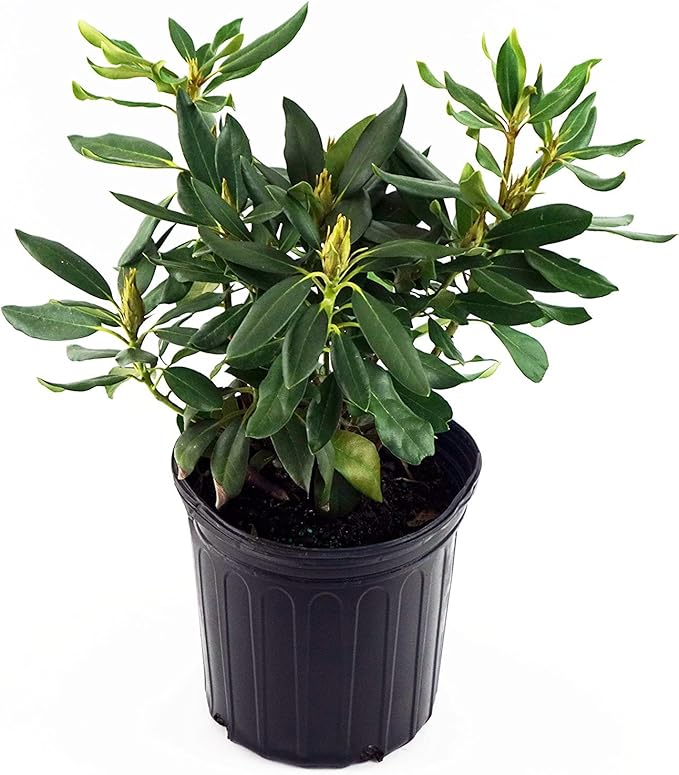 Rhododendron 'Dark Lord' (Rhododendron) Evergreen, burgundy red flowers, #2 - Size Container