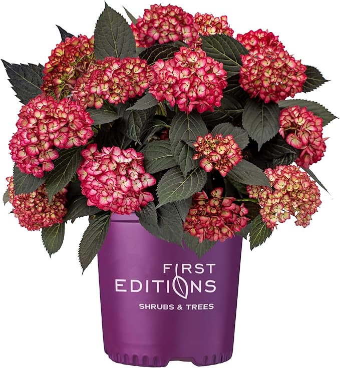 2 Gallon FIRST EDITIONS Eclipse Hydrangea Shrub
