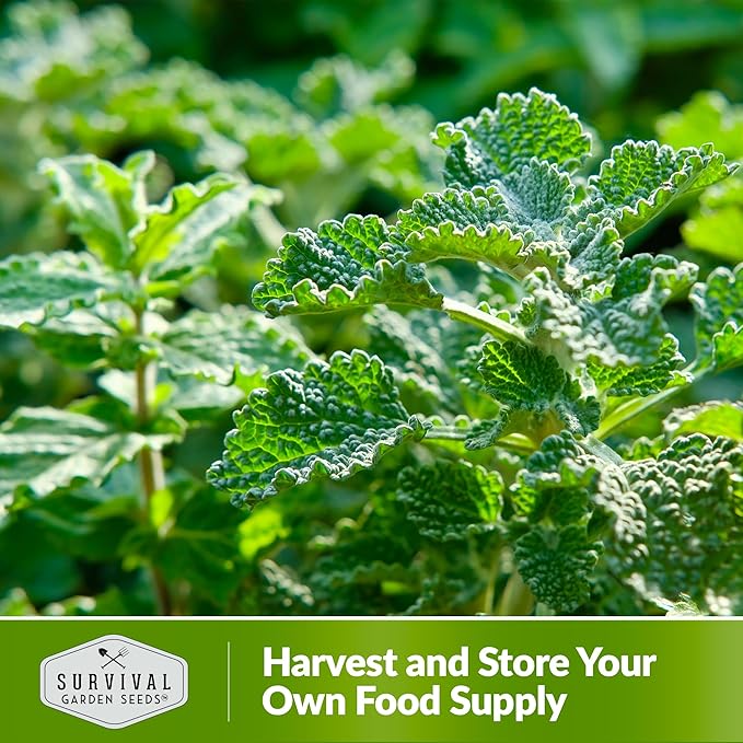 Horehound Seed for Planting - 1 Packet with Instructions to Plant and Grow Beneficial Marrubium Medicinal Herbs in Your Home Vegetable Garden - Non-GMO Heirloom Variety - Survival Garden Seeds