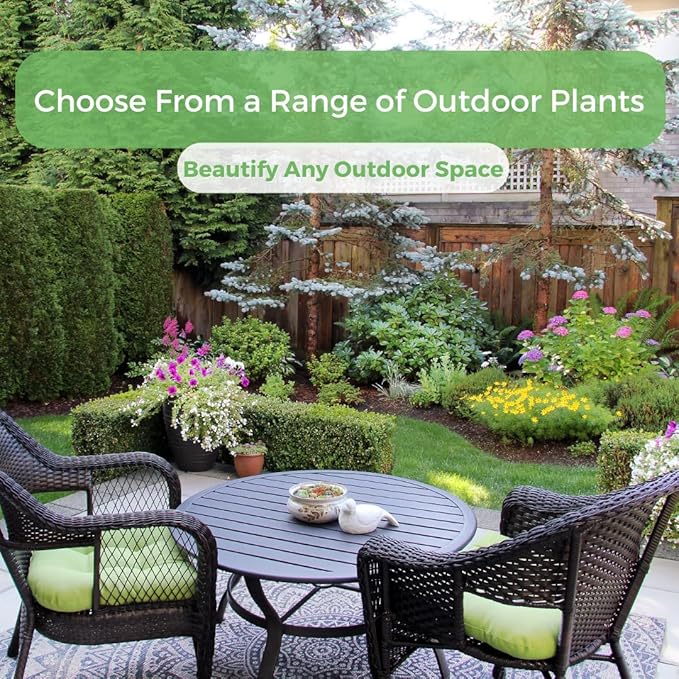 American Plant Exchange Live Arbequina Olive Tree, Fruit Bearing, Plant Pot for Home and Garden Decor, 5" Pot