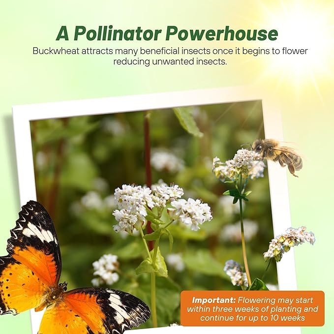 Outsidepride Buckwheat Seeds - 50lbs Annual, Fast-Growing, Easy to Grow Buckwheat Cover Crop Seeds for Green Manure, Bee Pasture & Pollinators, Wildlife Habitat, Soil Improvement, and Erosion Control