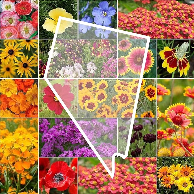 Eden Brothers Nevada Wildflower Mixed Seeds for Planting, 1/4 lb, 120,000+ Seeds with Yarrow, Cosmos | Attracts Pollinators, Plant in Spring or Fall, Zones