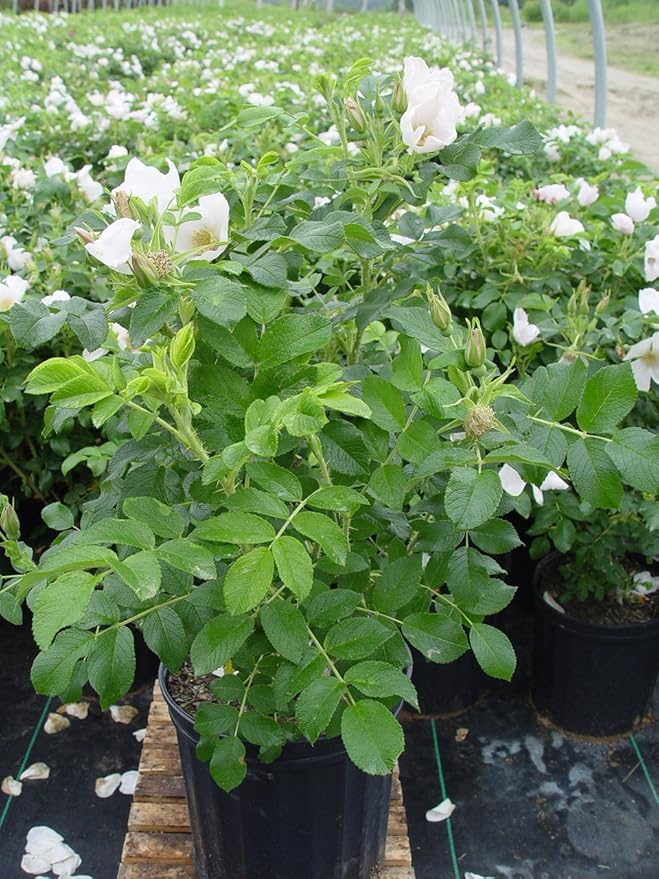 Rosa rugosa 'Alba' (White Rugosa Rosa) Rose, white flowers, #3 - Size Container