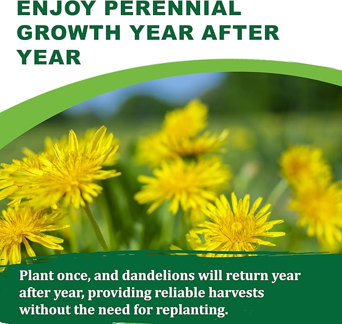 TKE Farms & Gardens - Dandelion Seeds for Planting, 500 Mg, 500+ Non-GMO, Heirloom Seeds, Produces Medicinal Greens & Edible Flowers, Supports Wildlife & Pollinators, Herbal Teas