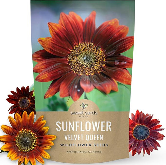 Velvet Queen Sunflower - Bulk 1/4 Pound Pouch - 4,000 Flower Seeds for Planting - Helianthus annuus