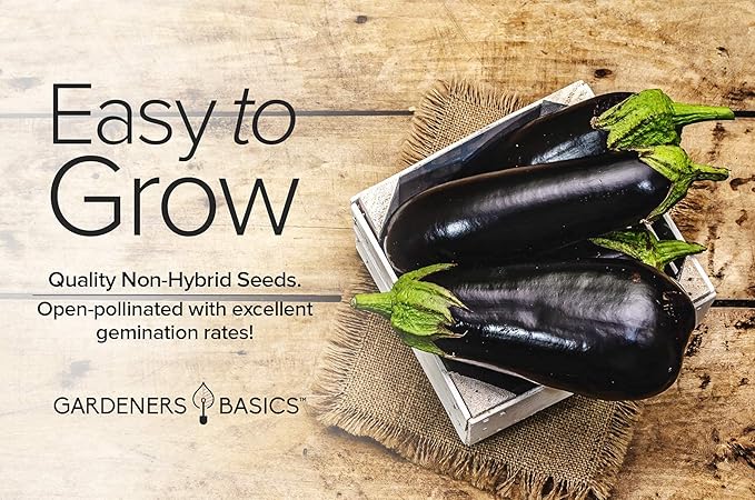 Gardeners Basics, Eggplant Seeds for Planting - Black Beauty Solanum melongena is A Great Heirloom, Non-GMO Vegetable Variety- 300 mg Seeds Great for Outdoor Spring, Winter and Fall Gardening