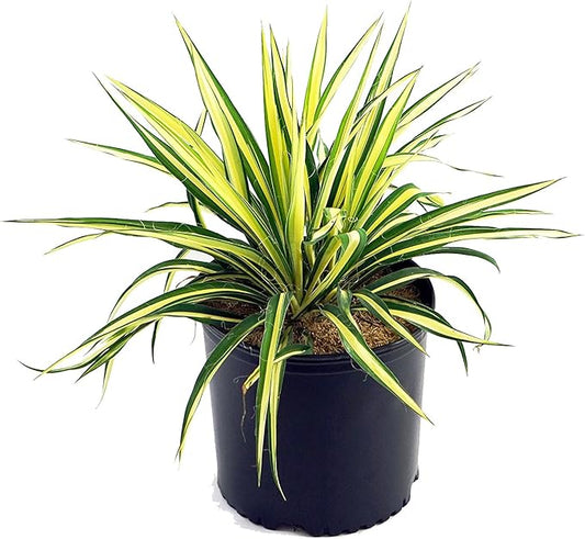 Yucca filamentosa 'Color Guard' (Yucca) Shrub, #2 - Size Container