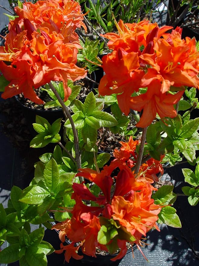 Azalea 'Mandarin Lights' (Exbury hybrid) Shrub, orange flowers, #2 - Size Container
