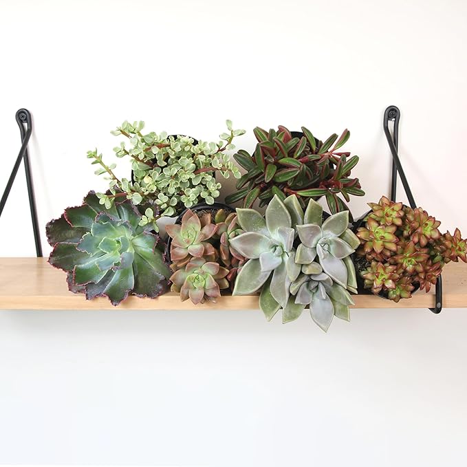 Altman Plants Pet Friendly Plant Pack (6PK) Real Succulents, Pet Safe Plants & Succulent Plants, Live Succulents, Pet Friendly Plants, Live Plants & House Plants in 3.5" Pots with Succulent Soil Mix