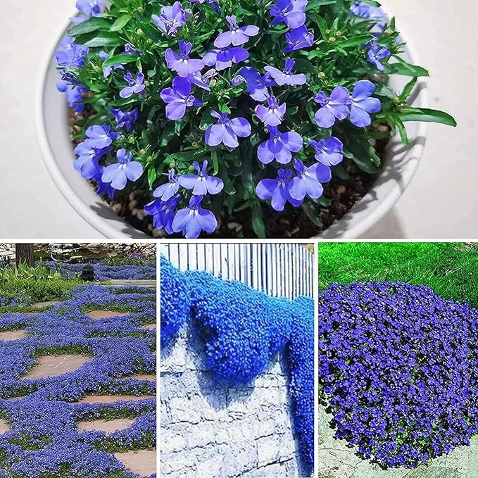 10000 Creeping Thyme Seeds for Planting Perennial Blue Thyme Ground Cover Plants Heirloom Flowers Non-GMO Thymus Serpyllum Seed High Germination Rate