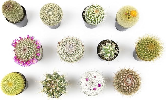 Altman Plants, Assorted Cactus Plants Live Cactus Decor (12PK), Cactus Plant Live Succulents Plants Live in Cactus Soil Potting Mix, Live Cacti Plants Live Succulent Plants Live Plants in Cactus Pot