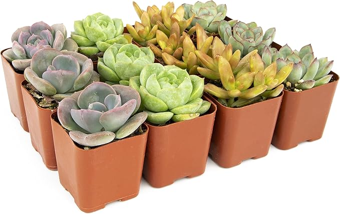 Succulents Plants Live (12PK) Potted Succulent Plants Live House Plants, Cactus Plants Live Plants Indoor Plants Live Houseplants, Indoor Plant Succulents Live Plant House Plant by Plants for Pets