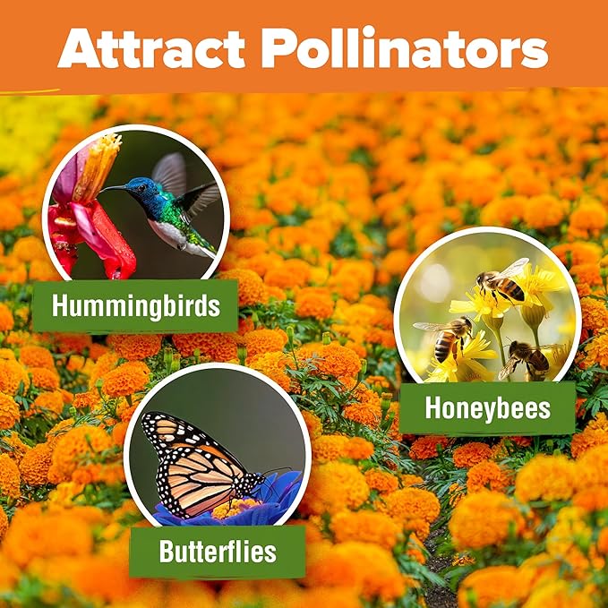 HOME GROWN Crackerjack Marigold Seeds | 4.25oz / 35,000 Flower Seeds Planting Outdoor | Large Bulk Pack | Non-GMO, High Germination, USA Sourced Wildflower Seeds | Companion Planting