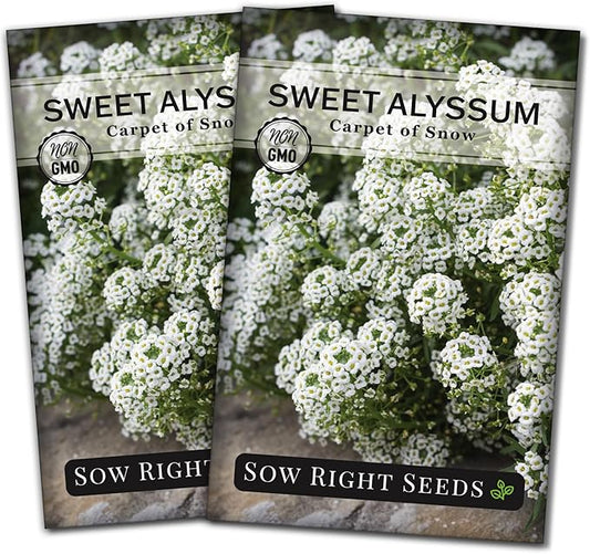 Sow Right Seeds - Sweet Alyssum White Carpet of Snow Flower Seeds for Planting - Non-GMO Heirloom Packet with Instructions to Plant in Your Garden - White Perennial - Groundcover with Blooms (2)