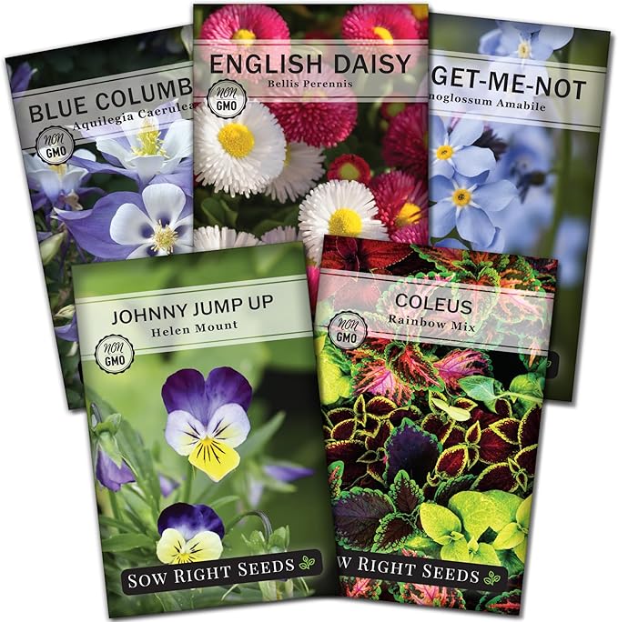 Sow Right Seeds - Part Shade Flower Seed Collection for Planting - 5 Packets Blue Columbine, Violet, English Daisy, Forget-me-not, and Rainbow Coleus - Non-GMO Heirloom to Grow in Low Sun Areas