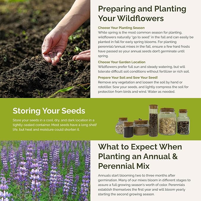 Eden Brothers Lupine Flower Mixed Seeds for Planting, 1 lb, 480,000+ Seeds with Russell, Arroyo, Yellow, Sky Lupine | Attracts Pollinators, Plant in Spring or Fall, Zones 3, 4, 5, 6, 7, 8, 9, 10