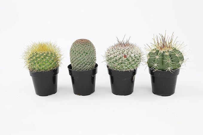 Altman Plants, Assorted Cactus Plants Live Plants (4 Pack), Live Cactus Plant Live Succulents Plants Live Houseplants, Cacti Live Indoor Plants Succulent Plants House Plants in Cactus Soil Potting Mix