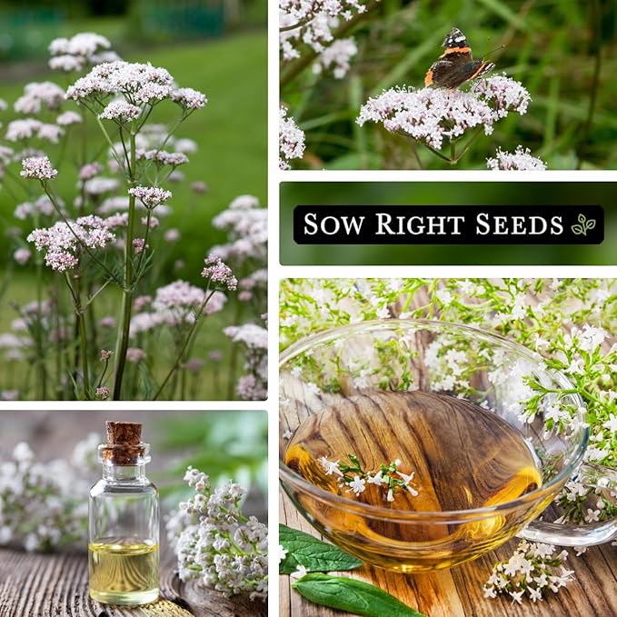 Sow Right Seeds - Valerian Seeds for Planting - Non-GMO Heirloom Packet with Instructions to Plant an Outdoor Herb Garden - Fragrant with Medicinal Benefits - Valerian Root for Sleep & Calm (4)