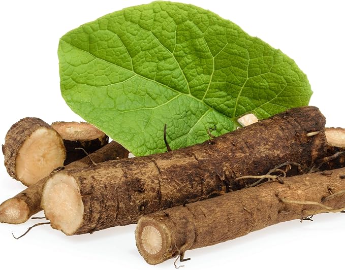 Outsidepride 2000 Seeds Biennial Arctium Lappa Burdock Herb Garden Seeds for Planting