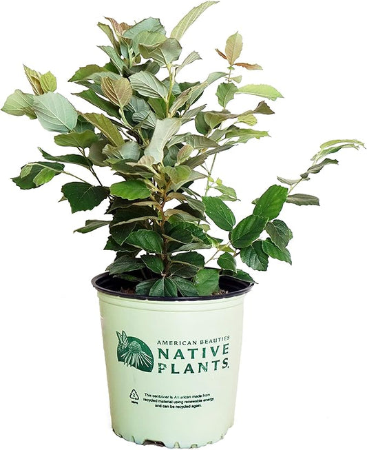 American Beauties Native Plants - Fothergilla major (Large Fothergilla) Shrub, white flowers, #2 - Size Container