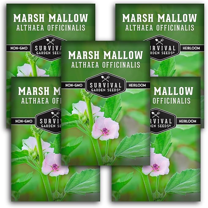 Marsh Mallow Seed for Planting - 5 Packets with Instructions to Plant and Grow Rare Medicinal Flowering Herbs in Your Home Vegetable Garden - Non-GMO Heirloom Variety - Survival Garden Seeds