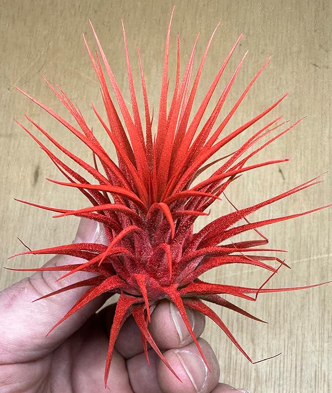 Live Extra Large Tillandsia Ionantha Guatemala Colorful Air Plant 3+ inch Enhanced Color Easy Care Indoor Outdoor Home Decor Gift Airplant by Awesome Industries (Deep Blue XL)