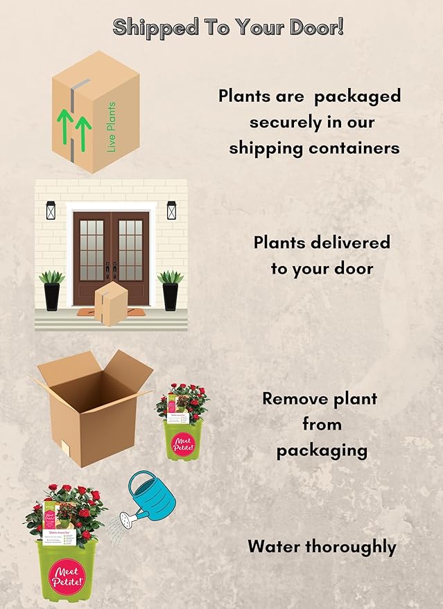 6qt Petite Knockout Red Rose