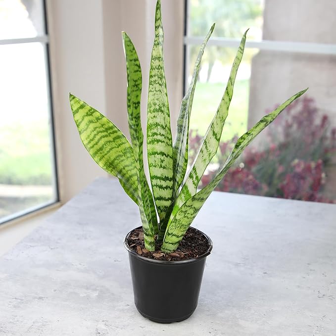 Altman Plants Sansevieria Zeylanica Variegated Snake Plants (Approx. 6" Tall), Easy Plant, Air Purifying Plant & Desk Plant Decor, Low Light Live Snake Plant Live Plants, Indoor Plants & Houseplants