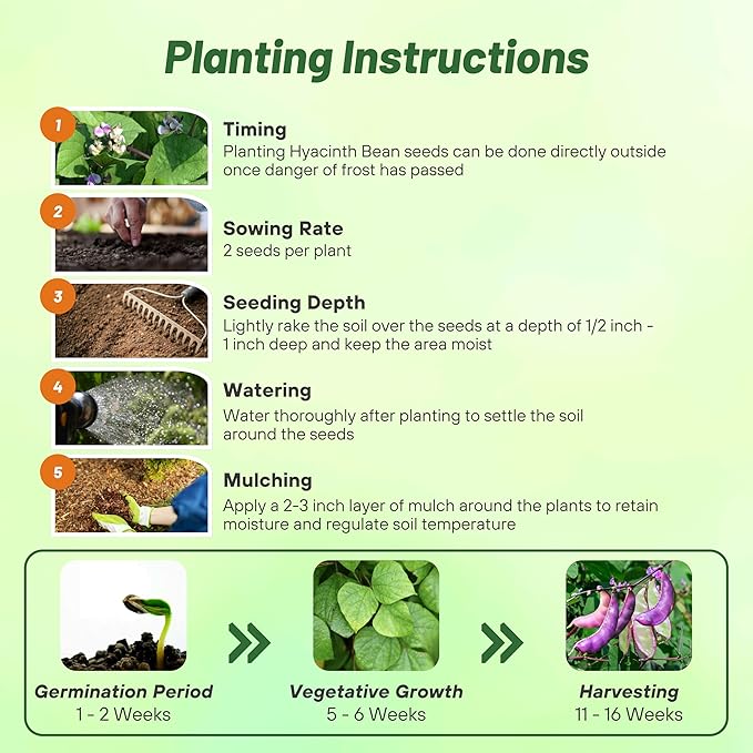 Outsidepride 100 Seeds Perennial Dolichos Lablab Hyacinth Bean Vine & Flower Seed Mix for Planting