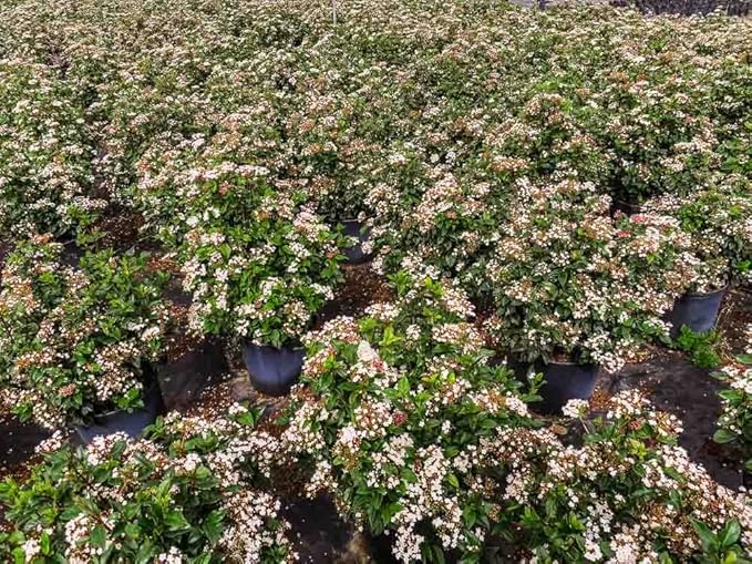 Spring Bouquet Viburnum - Size: 3 Gallon, Live Plant, Includes Special Blend Fertilizer & Planting Guide