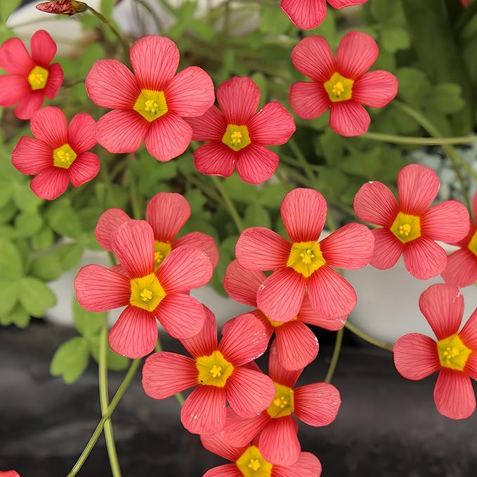 Oxalis Obtusa 'Sundisc' Jane - 5 Premium Bulbs, Red Flowers, Unique Houseplant