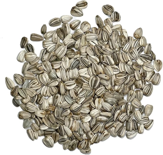 Seed Needs, 1 Ounce 300+ Mammoth Sunflower Seeds to Plant (Helianthus annuus Grey Stripe) Grow Tall Giant Sun Flowers! Flower Seeds Attract Bees and Birds to The Garden - Bulk